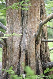 《吸血鬼幸存者》发布新宣传片 推出官方wiki